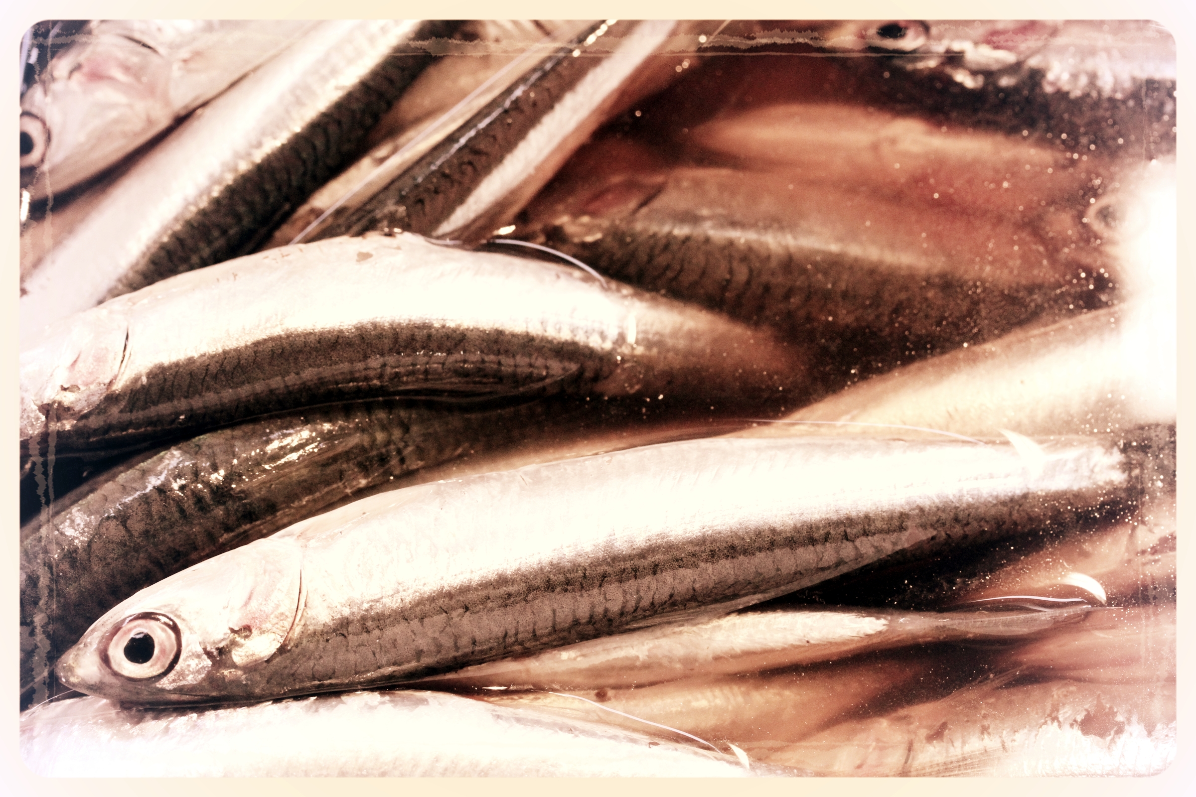 VENICE-FISH-001.jpg
