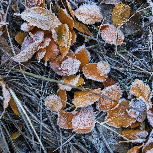 And then I stepped on them. -
-
-
-
-
-
#crispy #crunchy #fall #foliage #leaves #frost #snow #cold #utah #ut #moab #nationalparks #explore #hike #adventure #photography #texture #textures