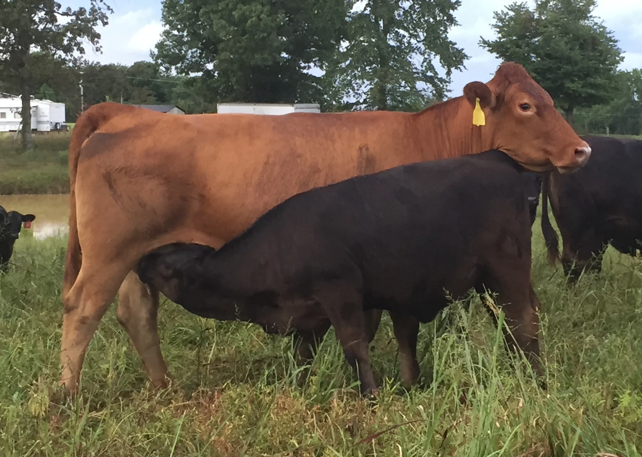 This is a Vickie Vail daughter and her 5 month old Reflex daughter. 