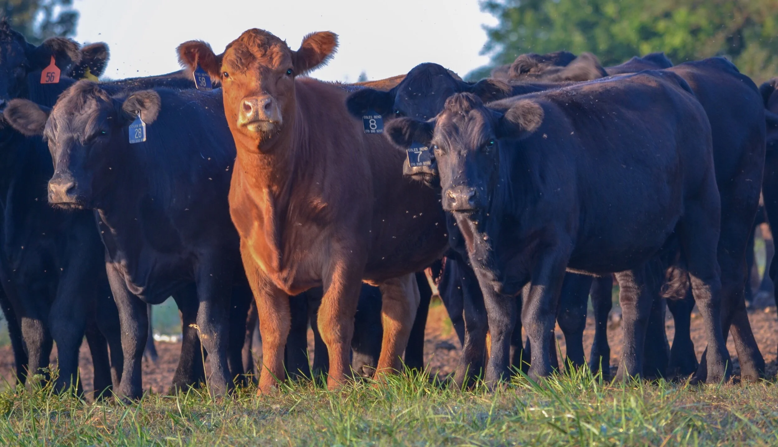 heifers 1.0.jpeg