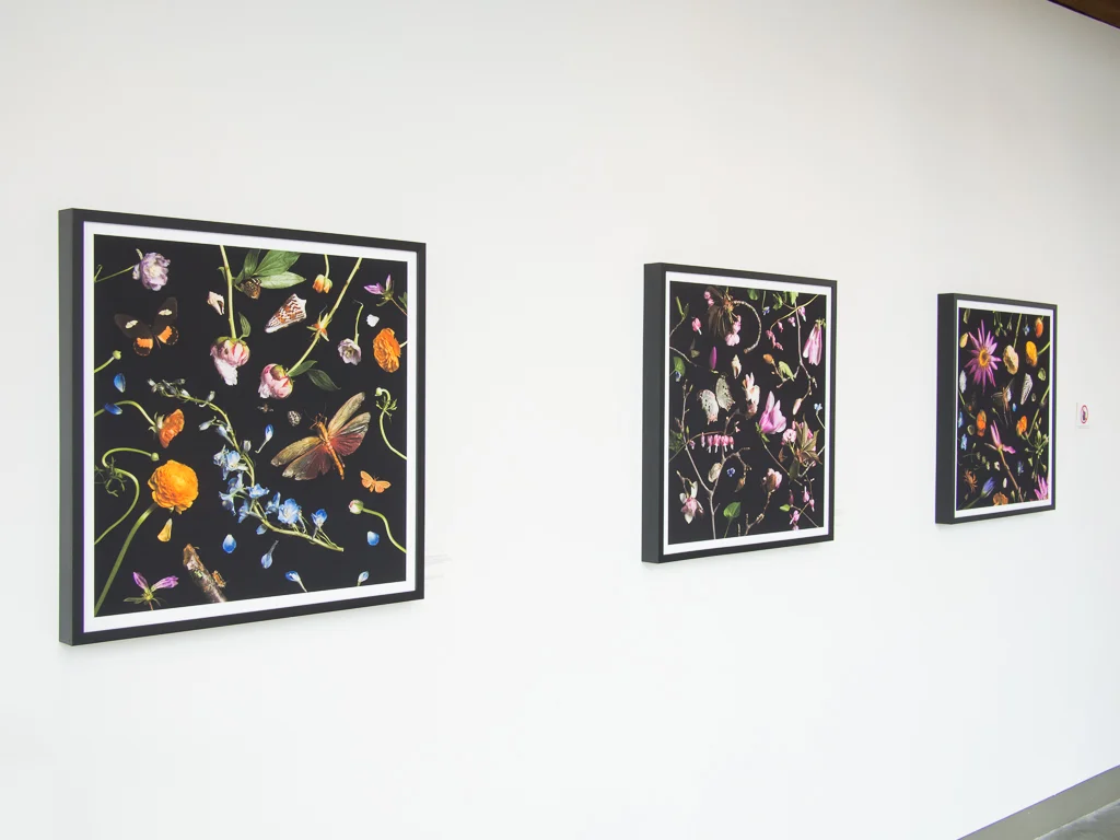 Solo Show Robert Klein Gallery, Boston