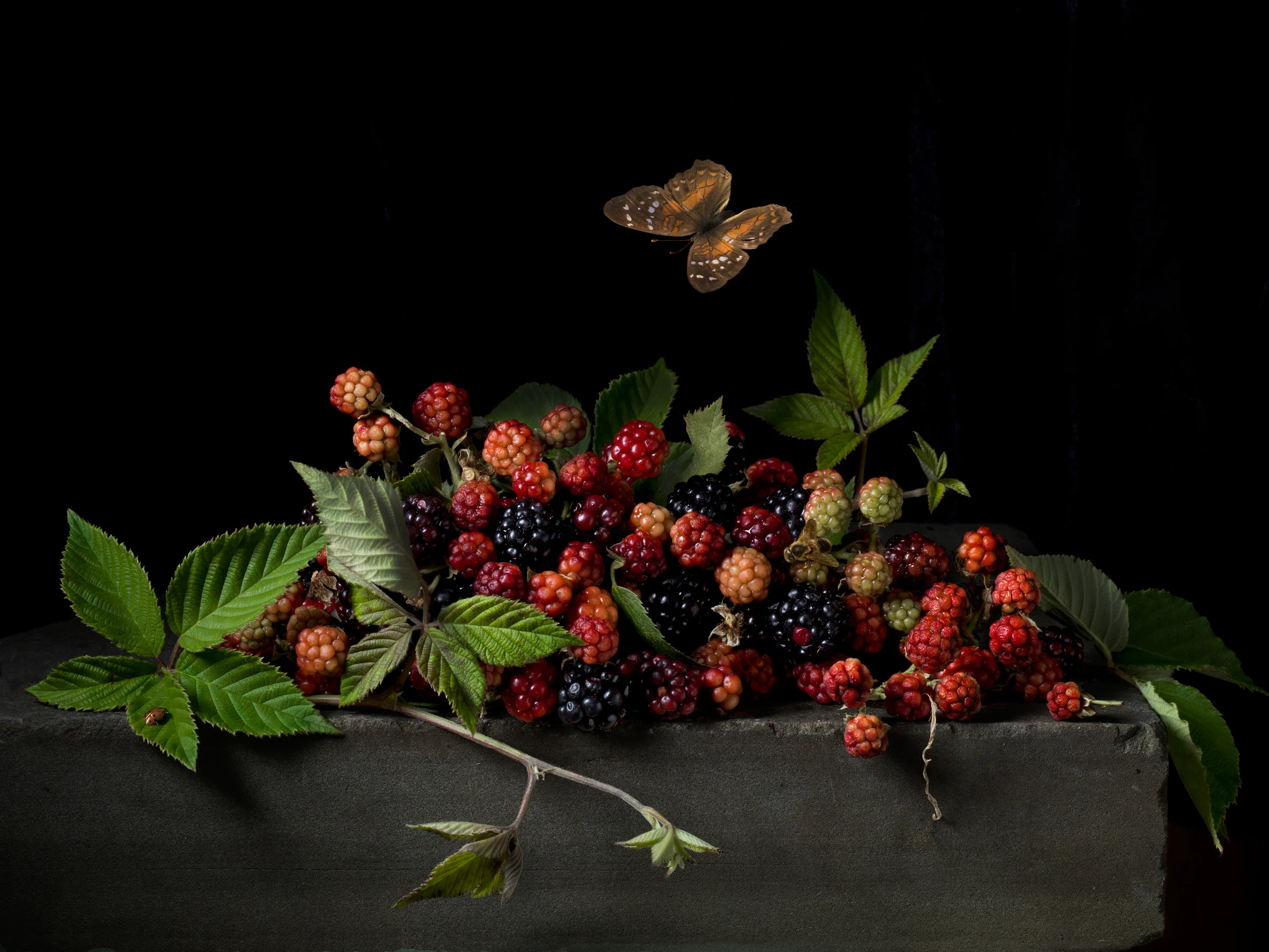 Blackberries and Butterfly, After A.C., 2015