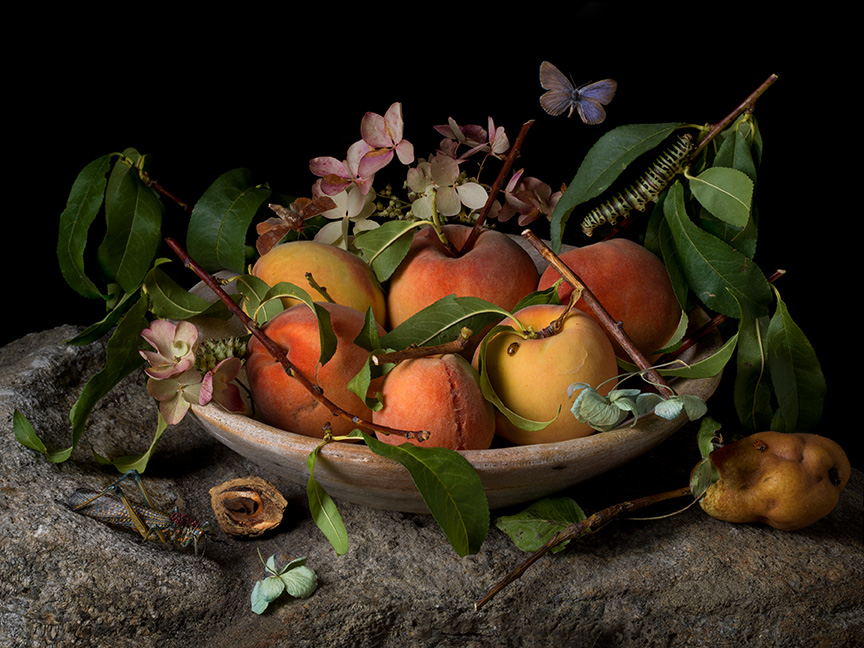 Peaches and Hydrangeas, After G.G., 2015
