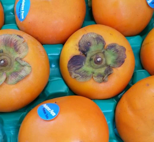 Persimmons (2) resized.jpg