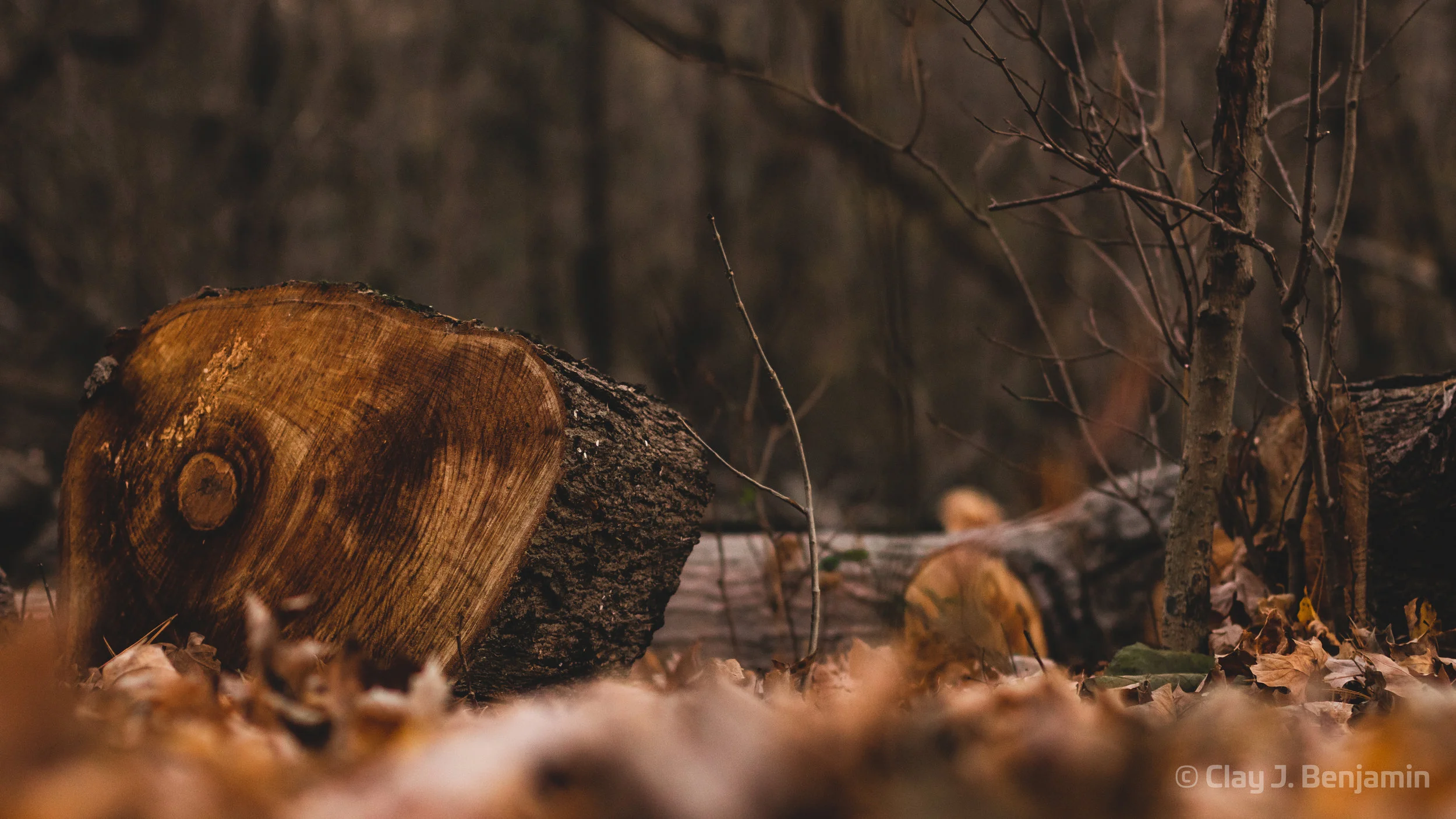 log.jpg