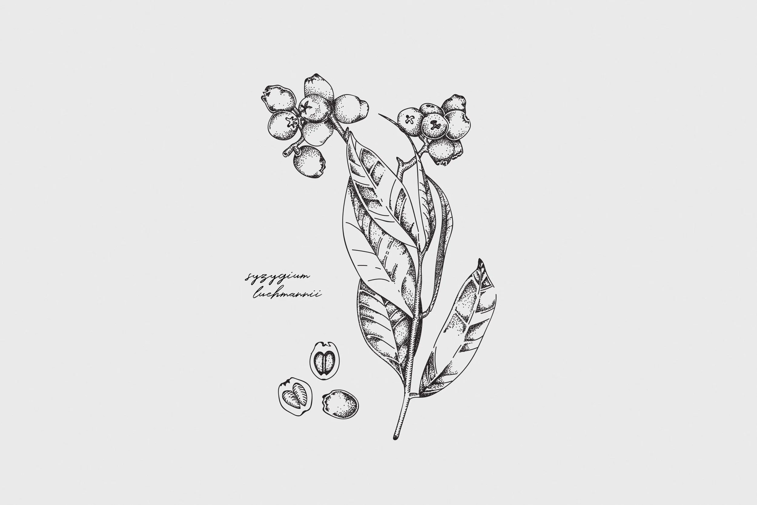 Riberry_Grey_background.jpg
