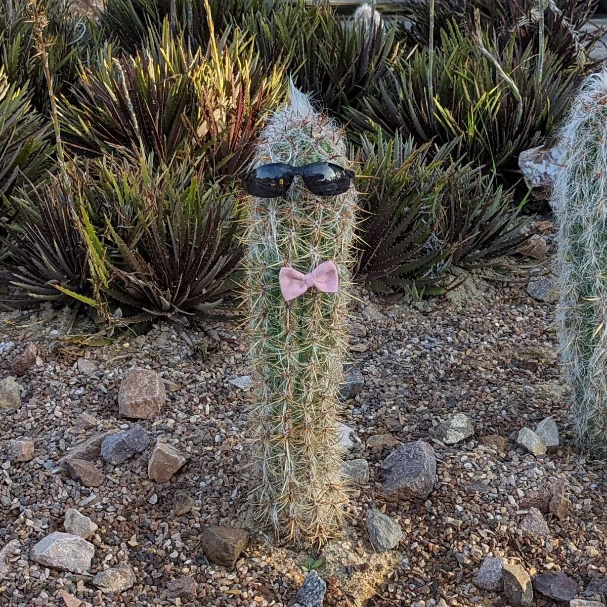 In the heat of August, remember to stay cool, like this cactus