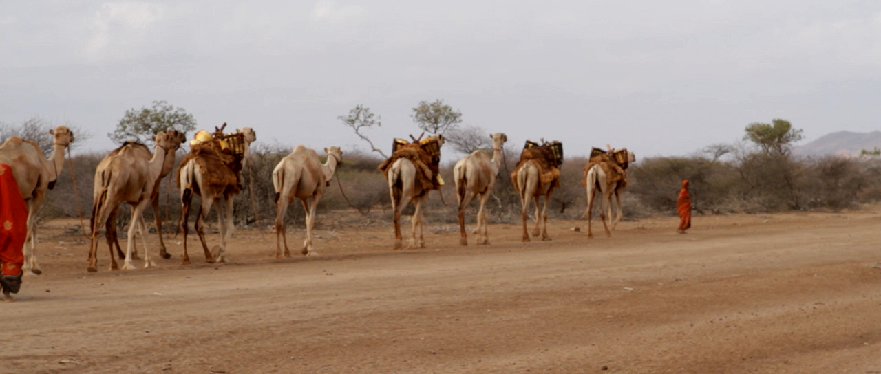 TKC Kenya_Camel Train.png