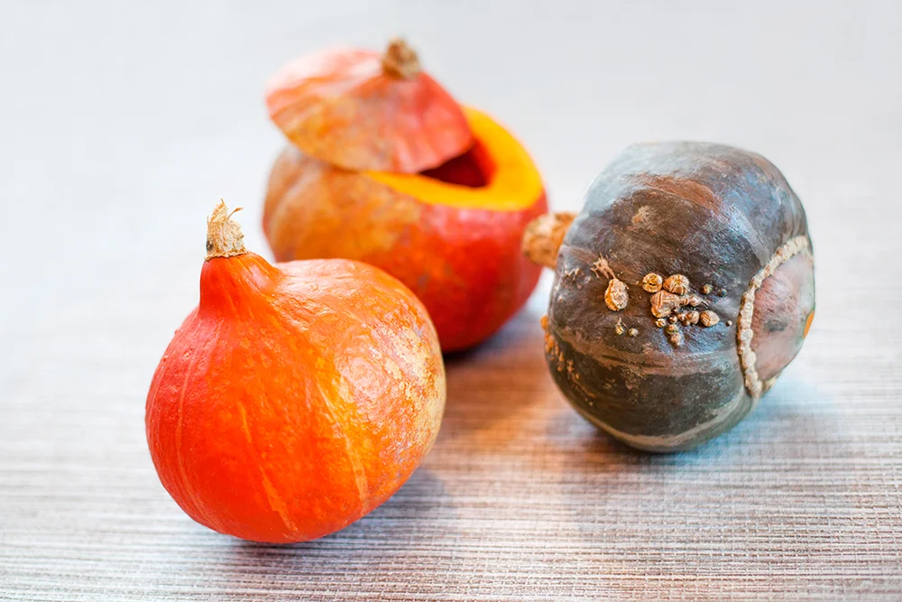 onion squash.jpg