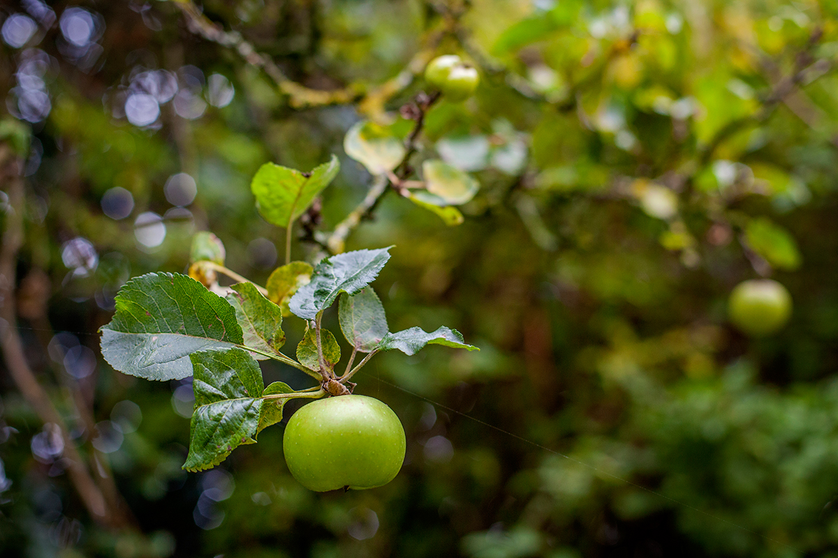 bramley apple.jpg