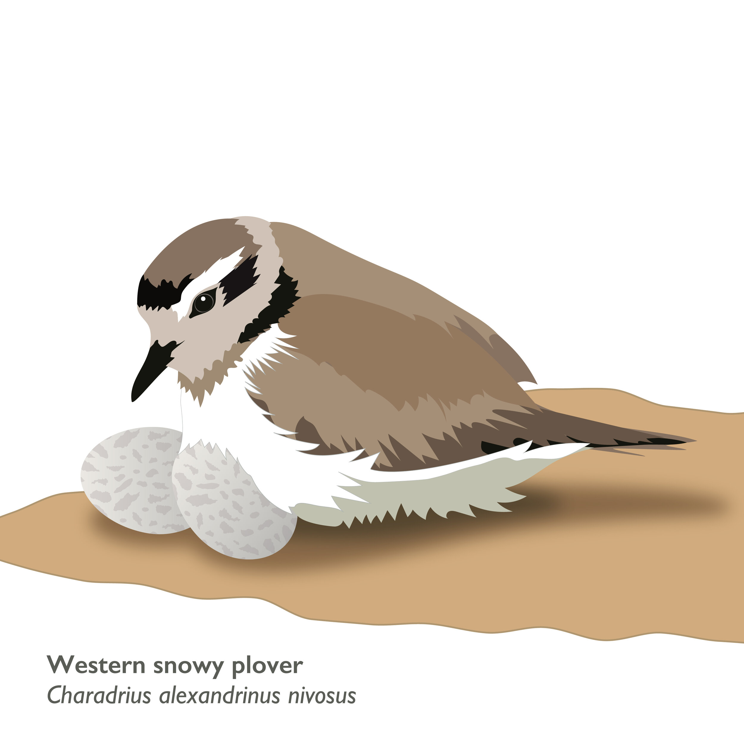 Western snowy plover