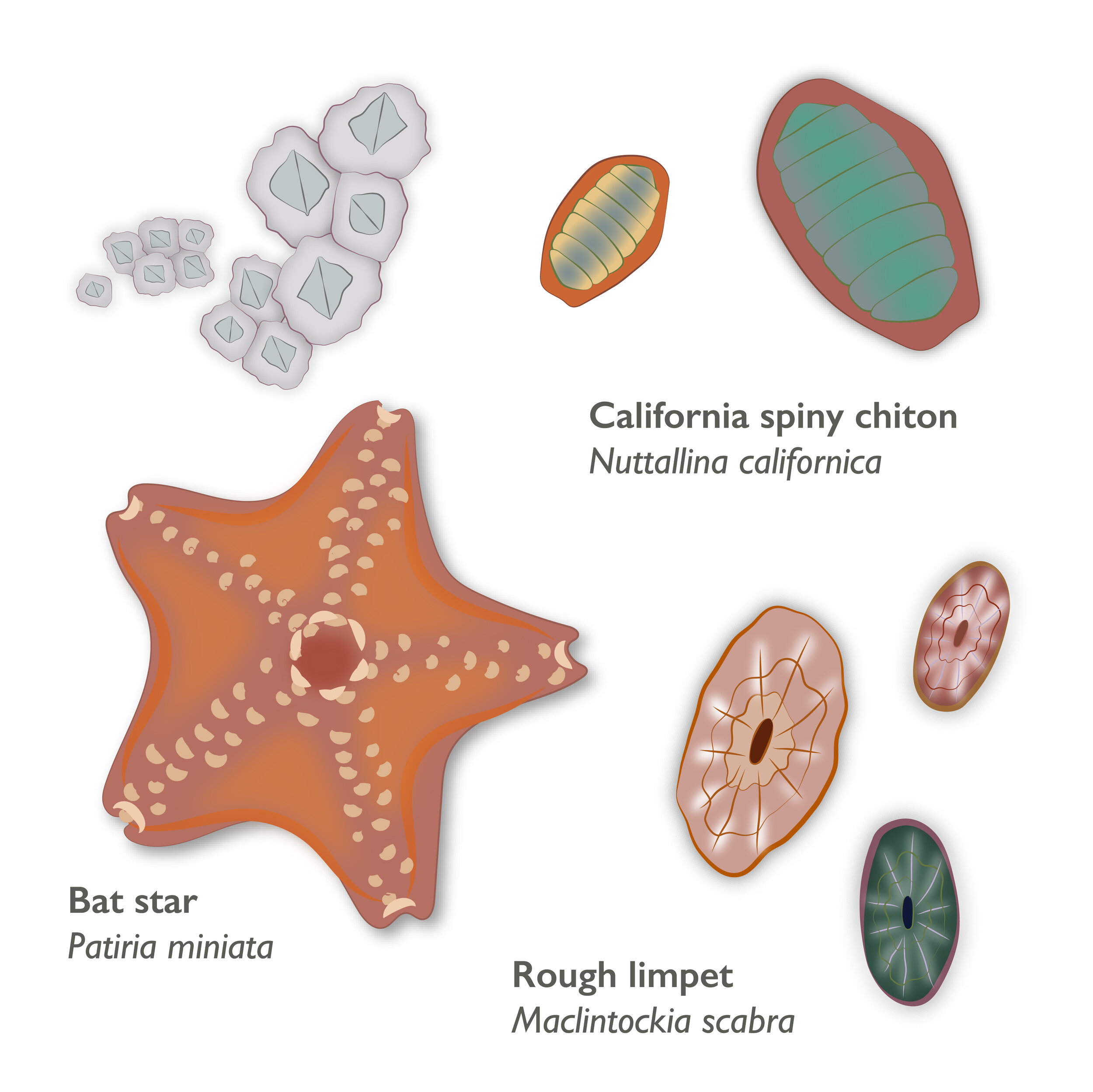 Tidepool invertebrates 