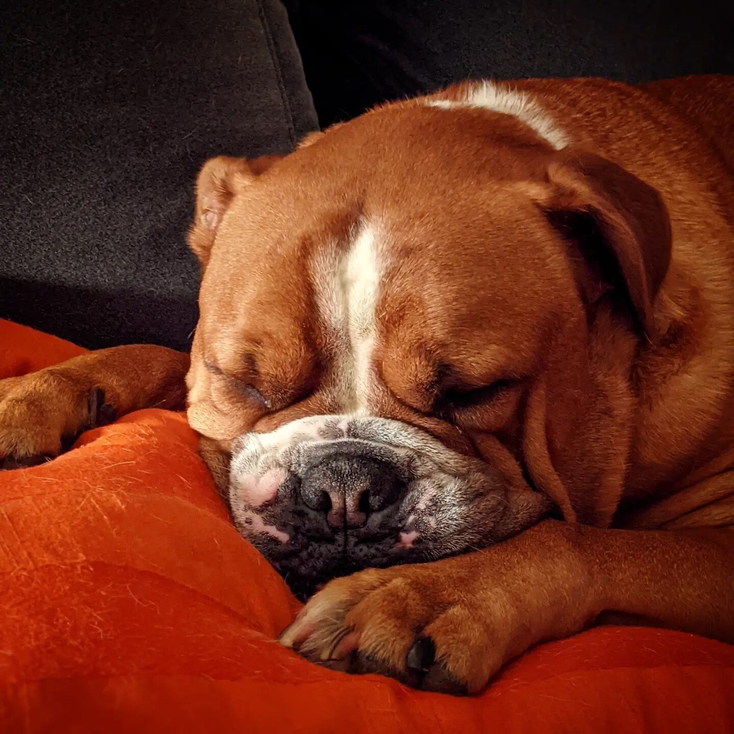 Living his best life.  I miss this little @hole every time we go away. #hankspartypalace #bulldog #bulldogsofinstagram #dogsofinstagram #bulldogge #oldenglishbulldogge #sleepingbaby #furbaby #lovehimforever #ifonlyisleptthiswell #tattoolife #tattooer