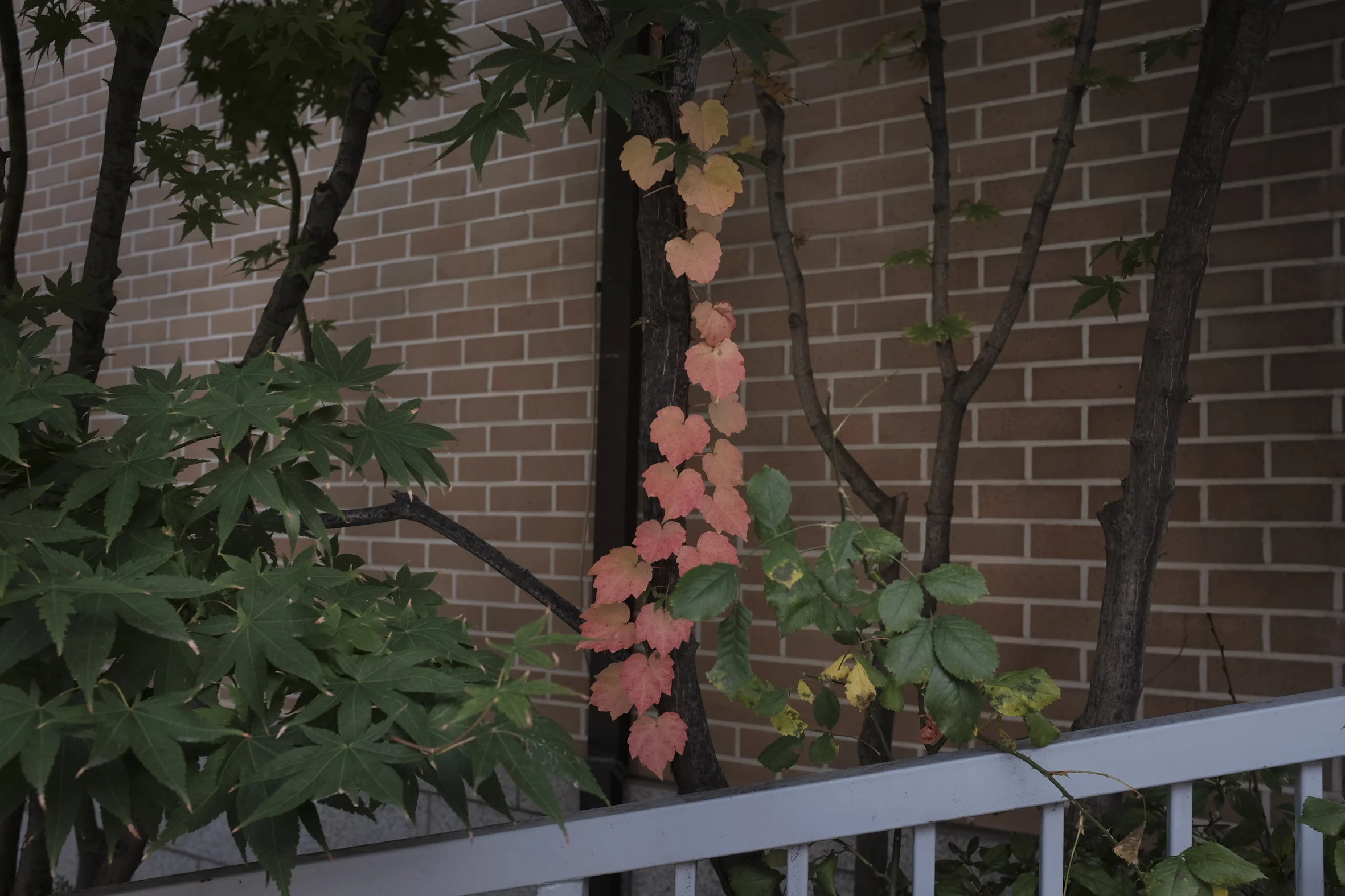 Automne en Coree-46.jpg