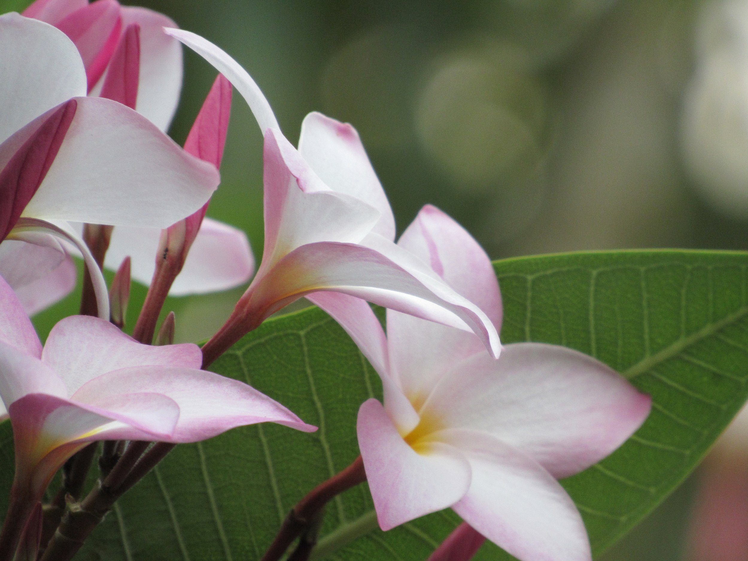 11_garden_11.JPG