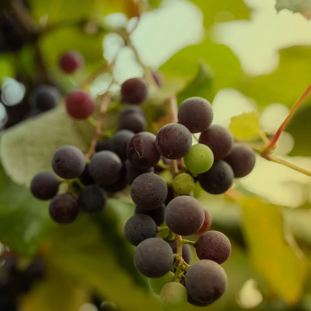grapes.jpg