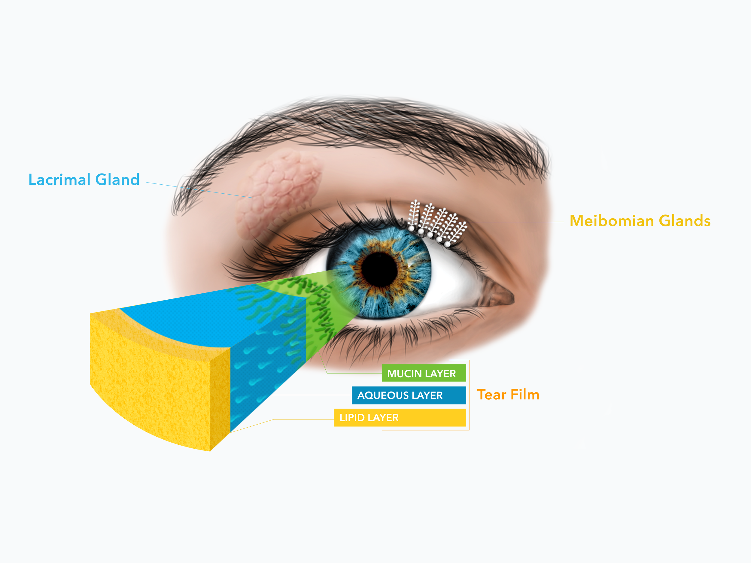 Tear film layers