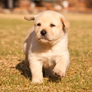 Fetch