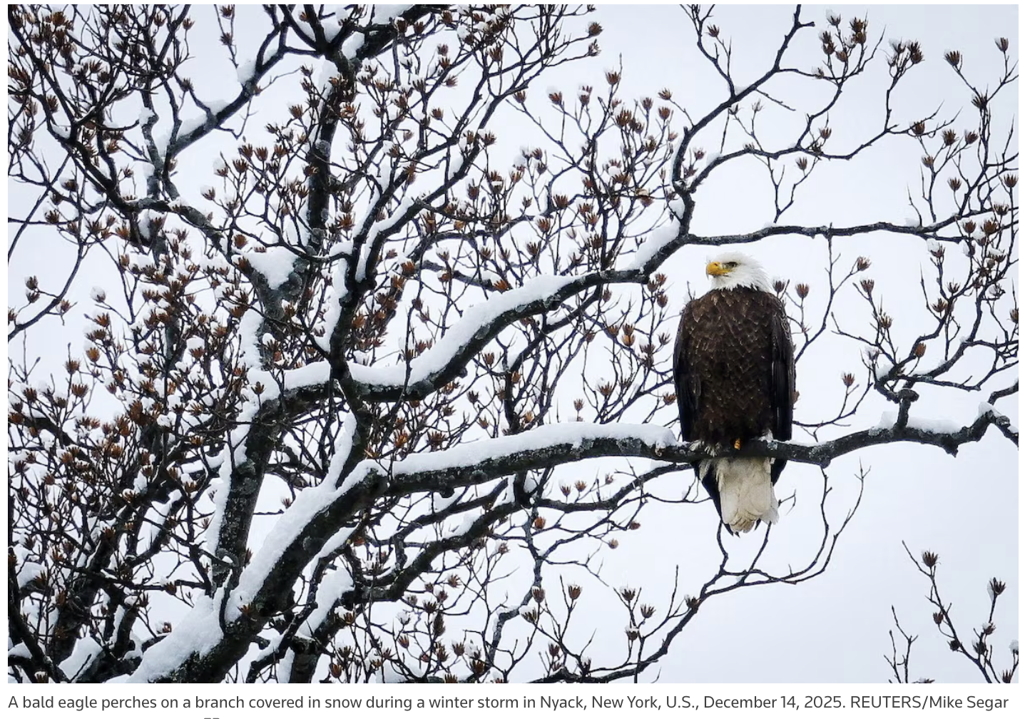 Bald eagle sitting in snow-covered tree against a silver sky