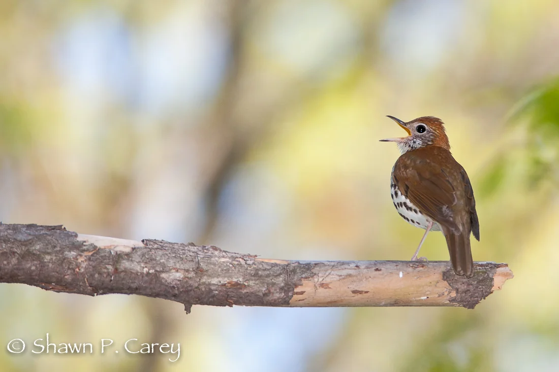 wood thrush shawn carey.jpg