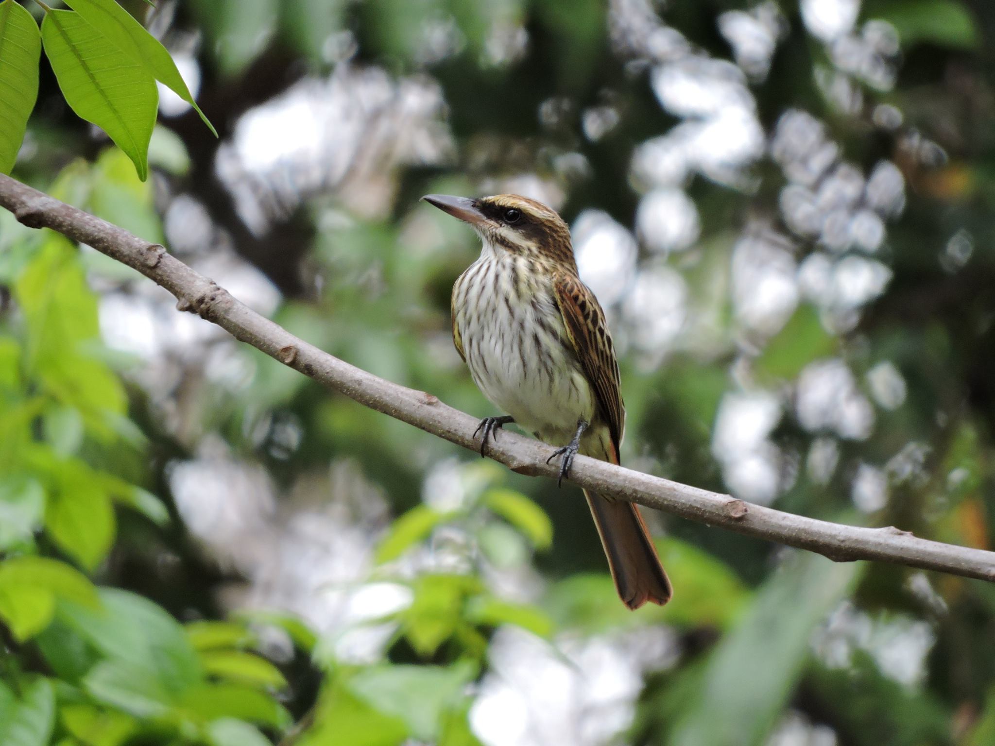 Streaked Flycatcher by Ray Brown, Nikon P600 courtesy of Hunt's Photo. HuntsPhotoandvideo.com