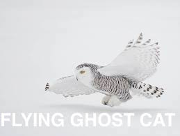 Snowy Owl