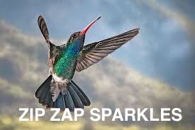 Broad-Billed Hummingbird