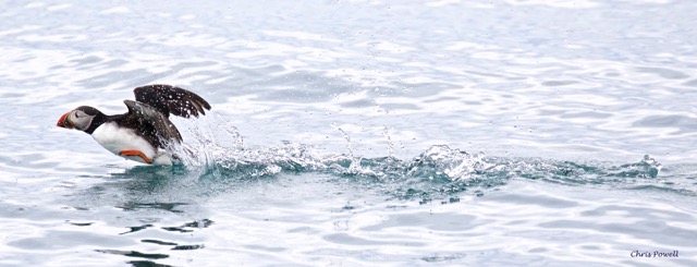 Atlantic+Puffin+-+Iceland.jpeg