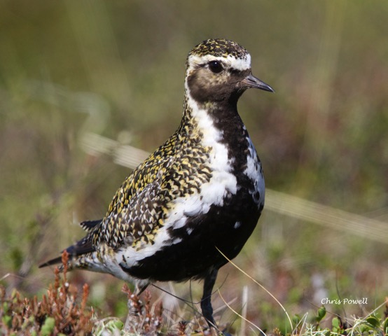 European+Golden+Plover+-+Iceland (1).jpeg