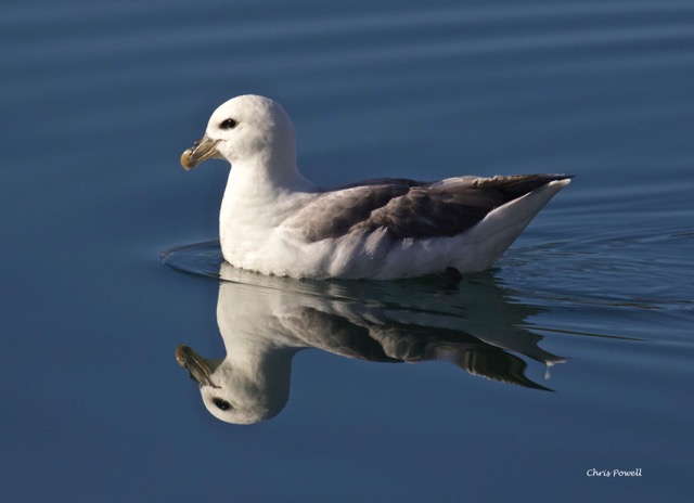 Northern+Fulmar+-+Iceland.jpeg