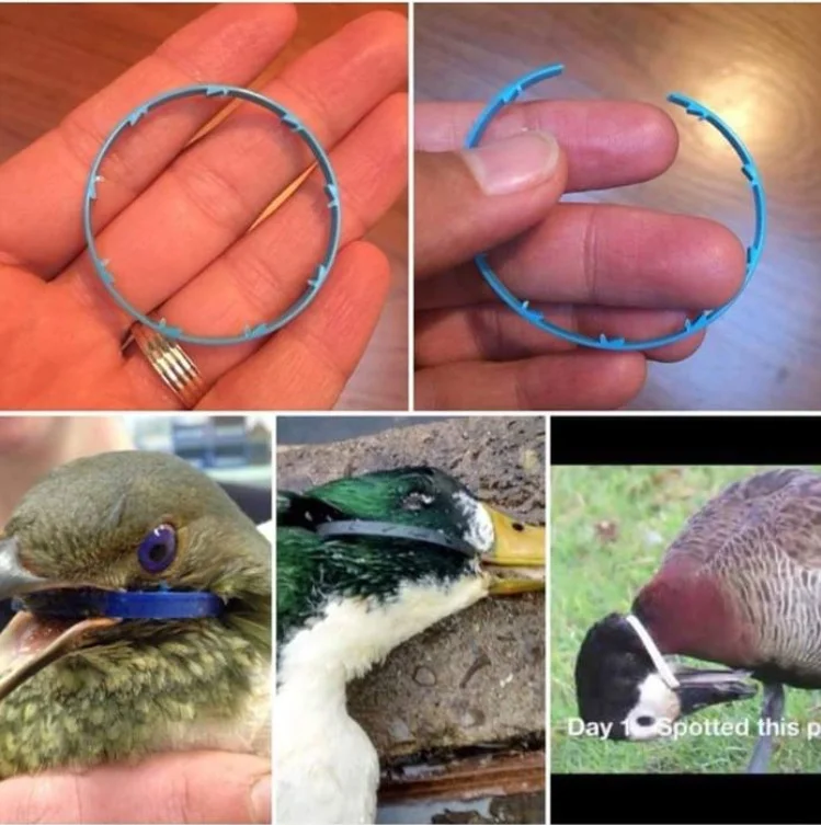 Ducks+and+six+pack+rings.jpg