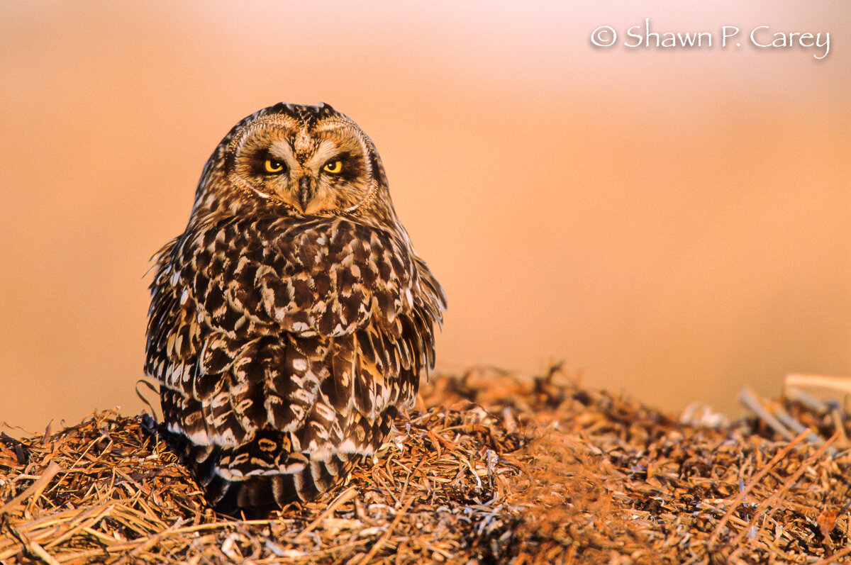 Short-eared Owl, by Shawn Carey/ Migration Productions .