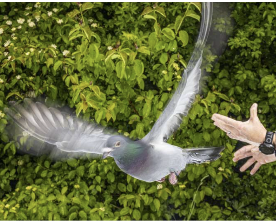 Pigeon in flight, released from a pair of hands at right