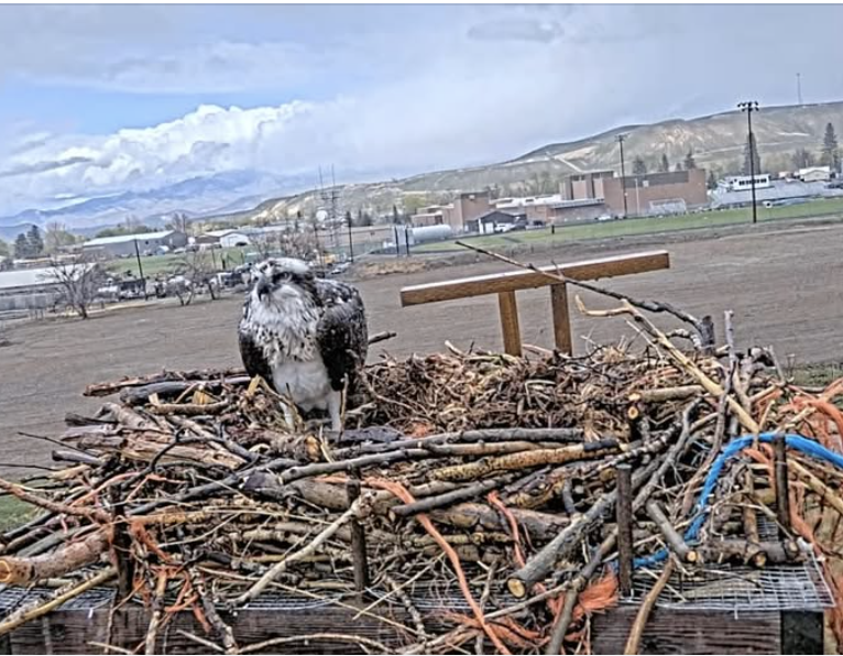 Osprey standing on a nest, facing the camera