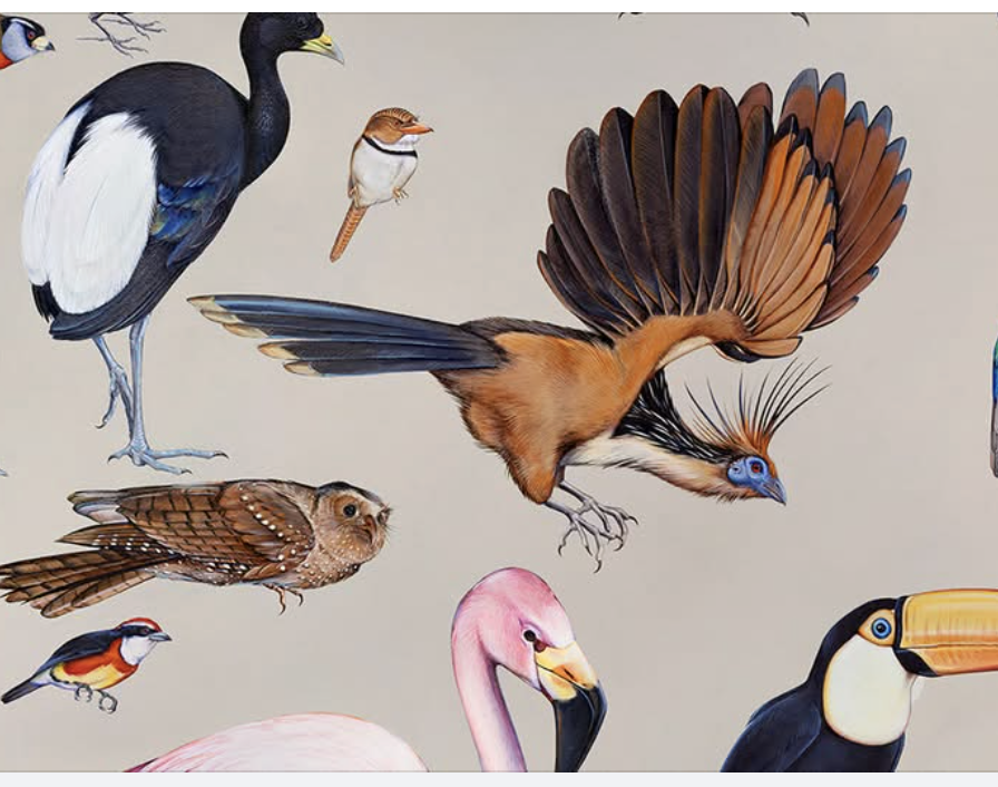 Birds of different species, realistically painted on a beige background