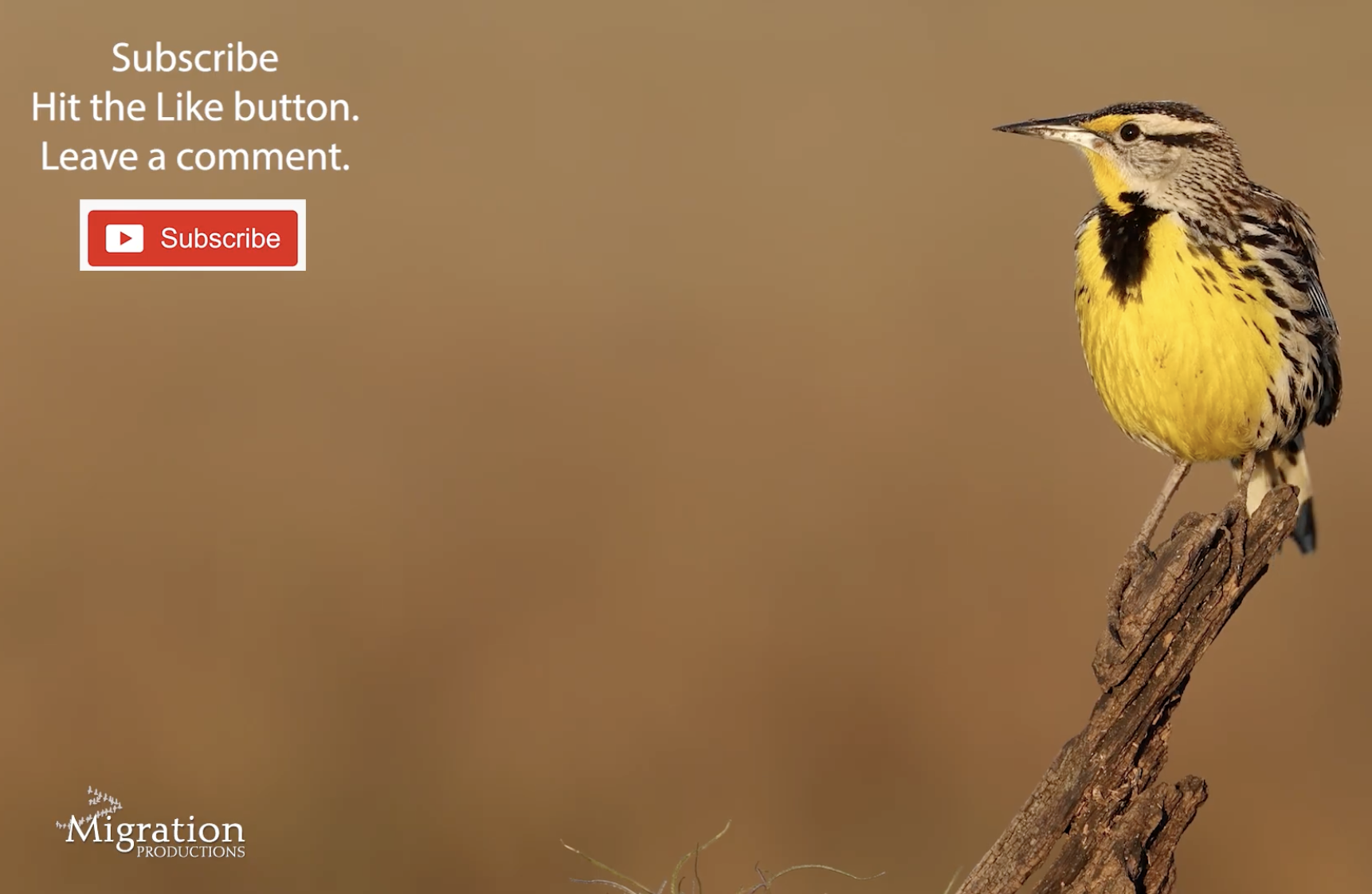Eastern Meadowlark at right of frame, sitting on branch looking left against a blurred brown background