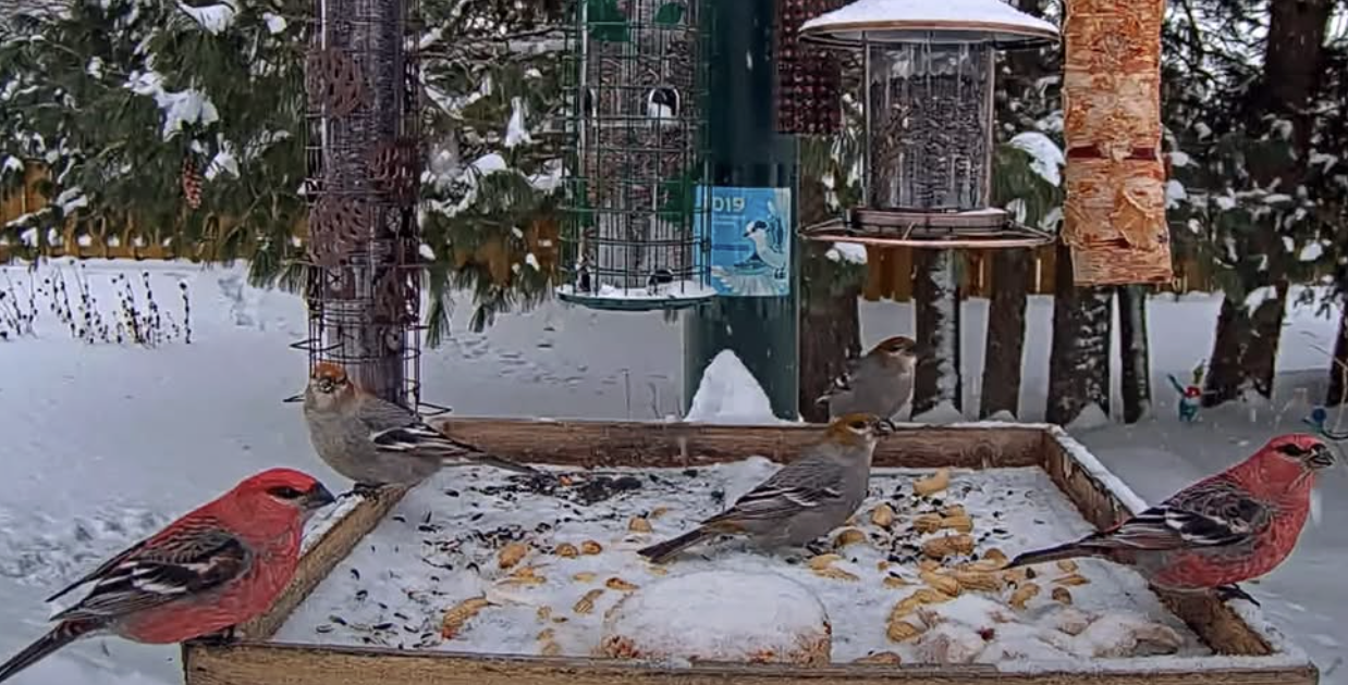 Four finches of various colors standing on a tray feeder in s snowy yard