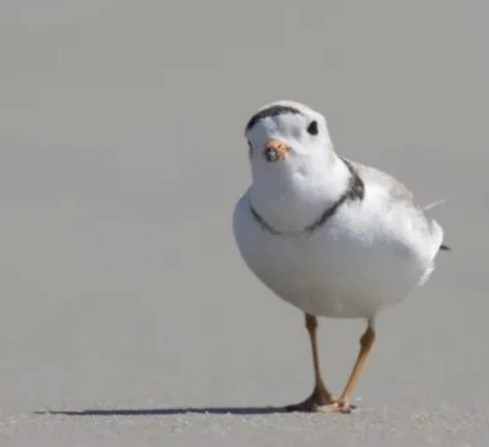 Piping plover facing the camera, standing on sand.