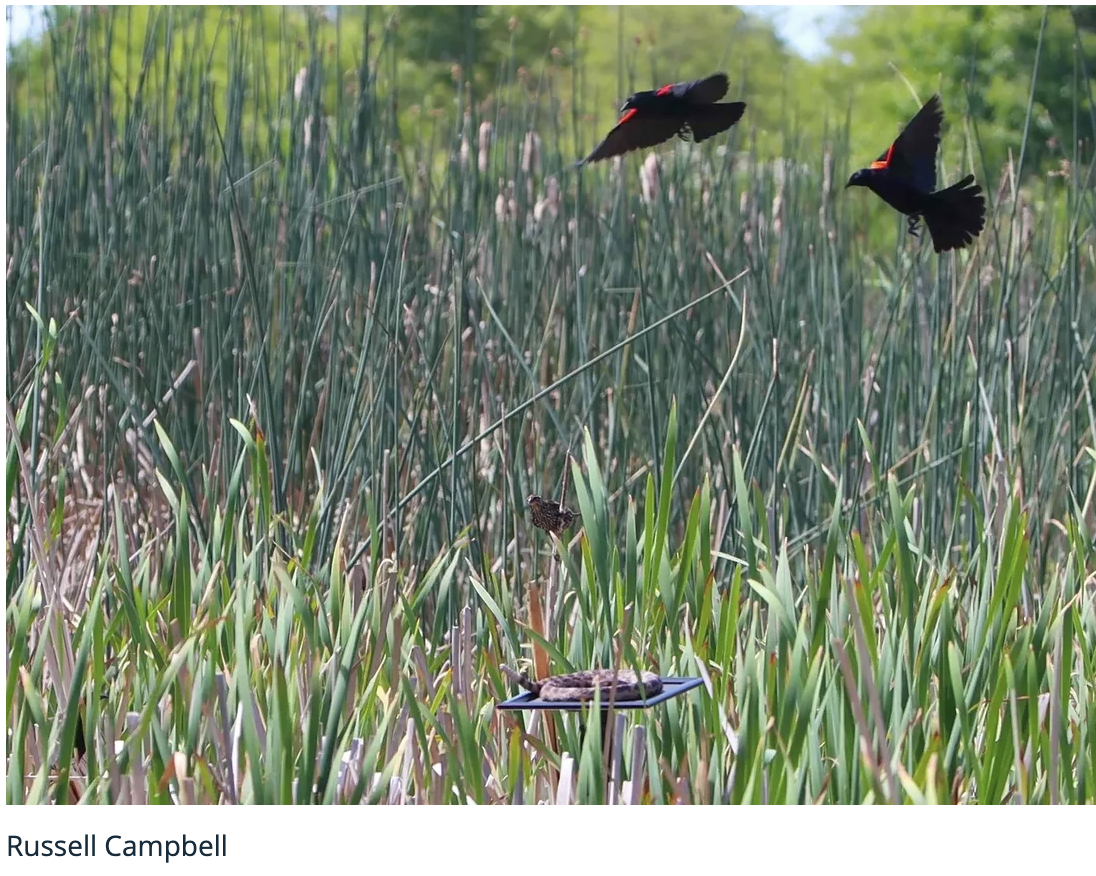Red-winged Blackbirds flying above tall grass