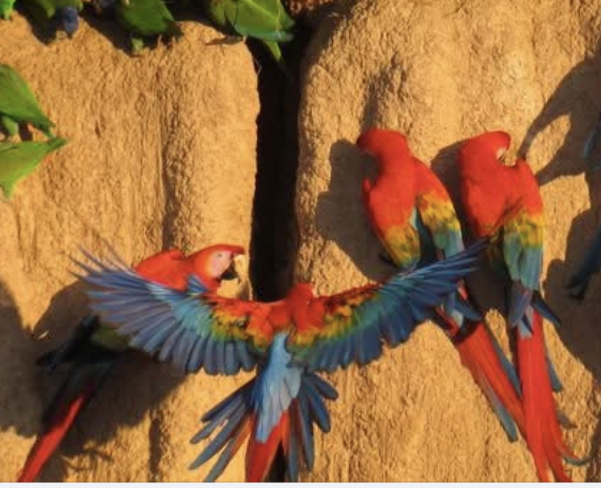 Scarlet Macaws clinging to the side of a tree