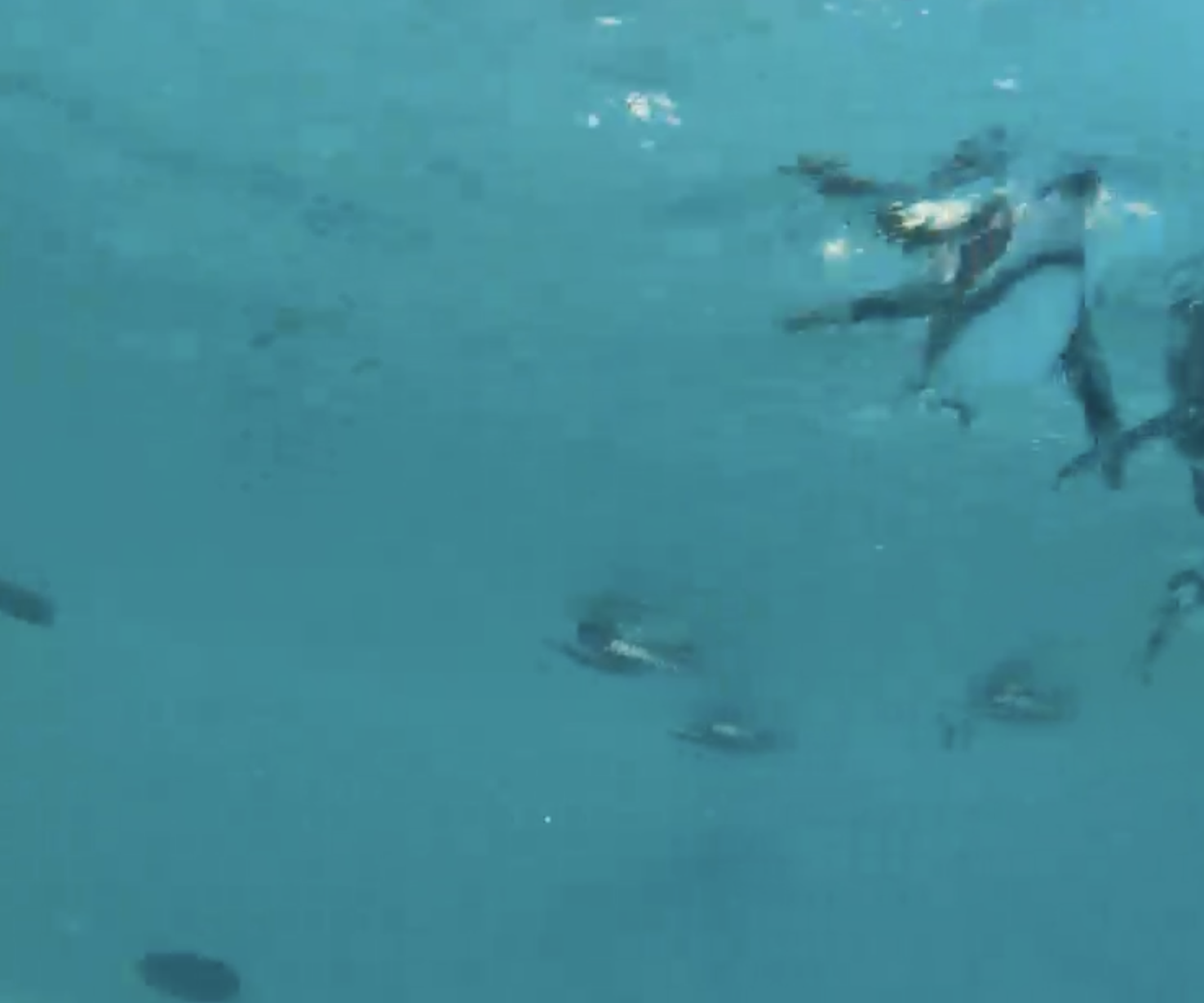 Penguins seen from underneah, swiming in turquoise water