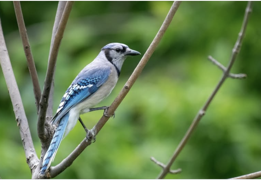 Bluejay on a small branch, facing right