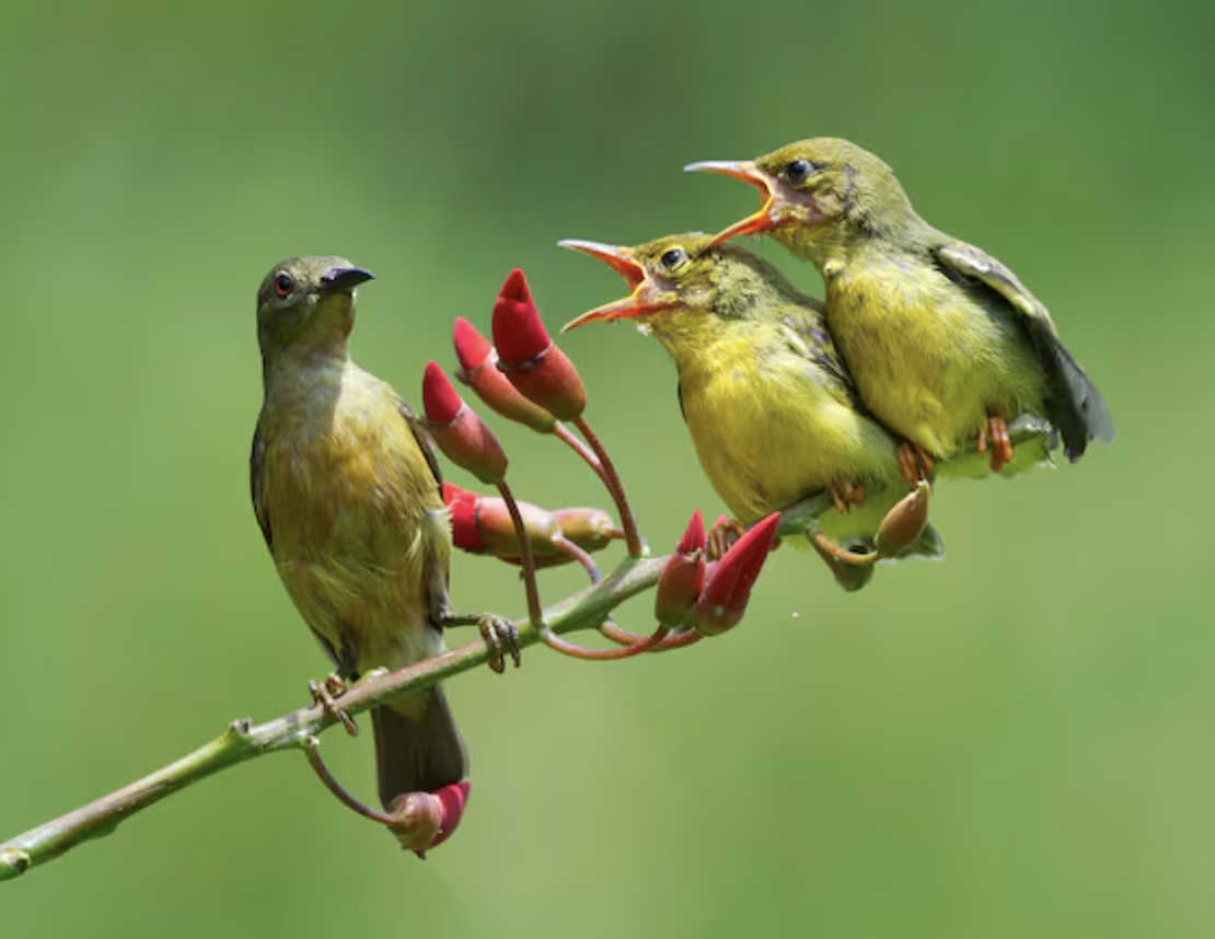 Three birds on a branch. Two have mouths open. They look like they're singing into some microphone-shaped red flowers