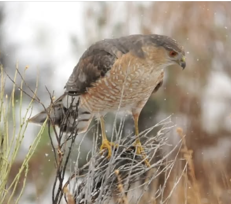 Coopers Hawk standing on dried grass, looking right