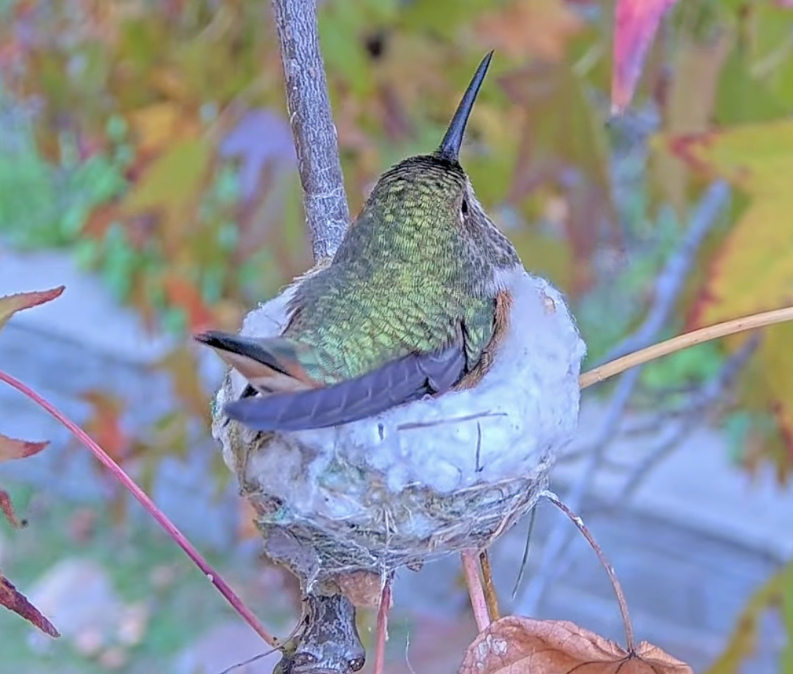 An Allen's hummingbird with her back turned to us, sitting on a nest that looks like cottonballs.