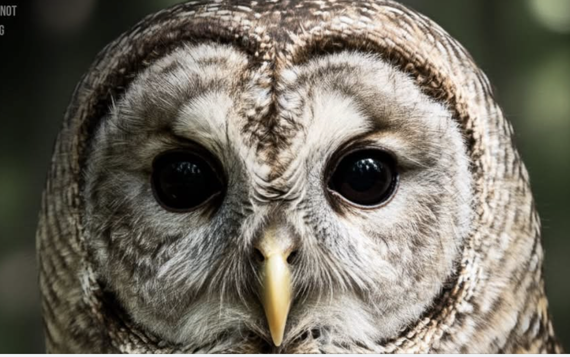 Close up of face of Barred Owl