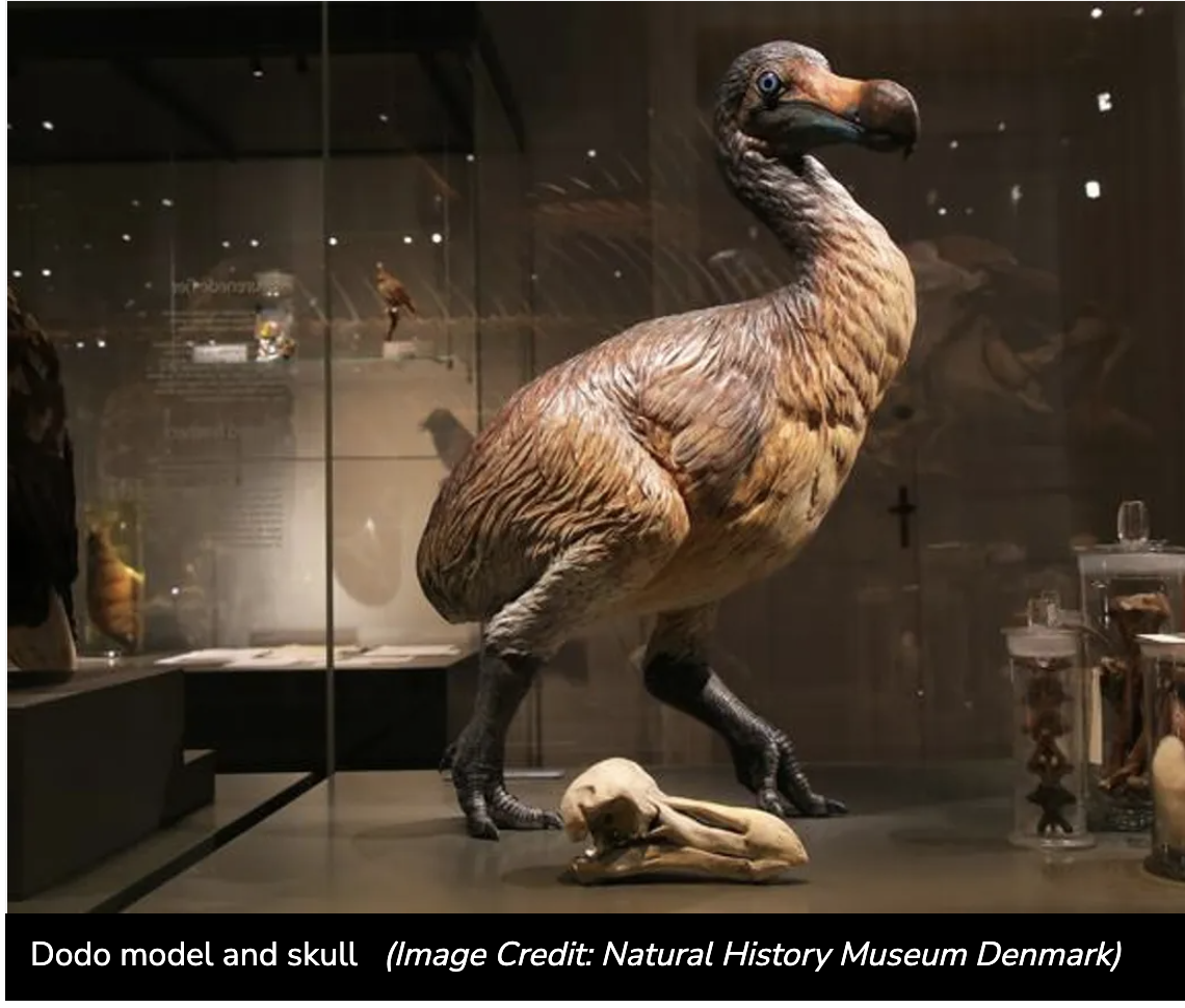 Dodo model and Dodo skull inside glass museum box