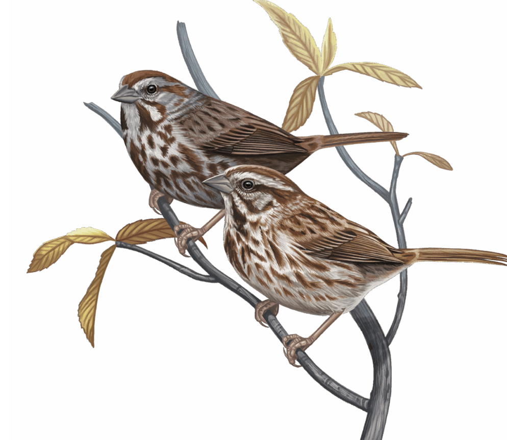 A pair of Song Sparrows facing left on a branch against a white background.