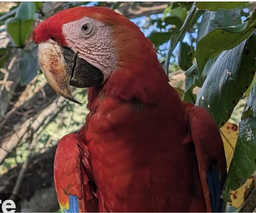 Scarlet Macaw looking left, leafy branch in the background