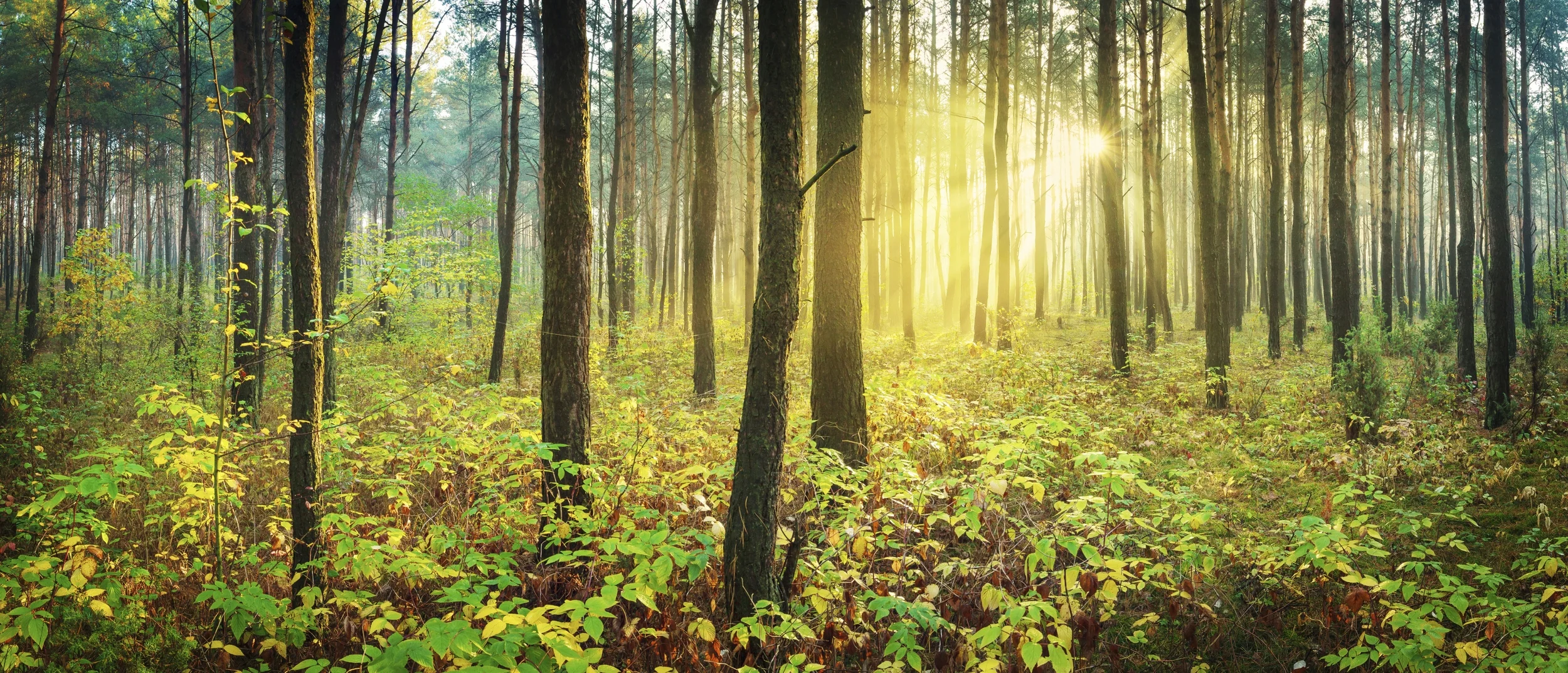 Authentic Leadership